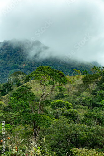 Dense Tropical Rain Forest with low clouds and mist  Sabanas  Traditional Costa Rica green landscape