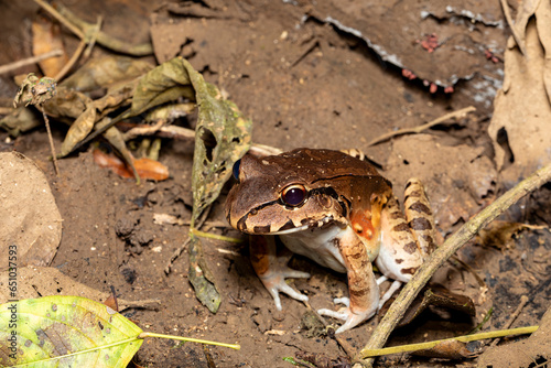 Savages thin-toed frog (Leptodactylus savagei) thin-toed frog species of leptodactylid frog, Carara National Park, Tarcoles, Costa Rica wildlife. photo