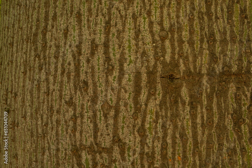 tree bark background