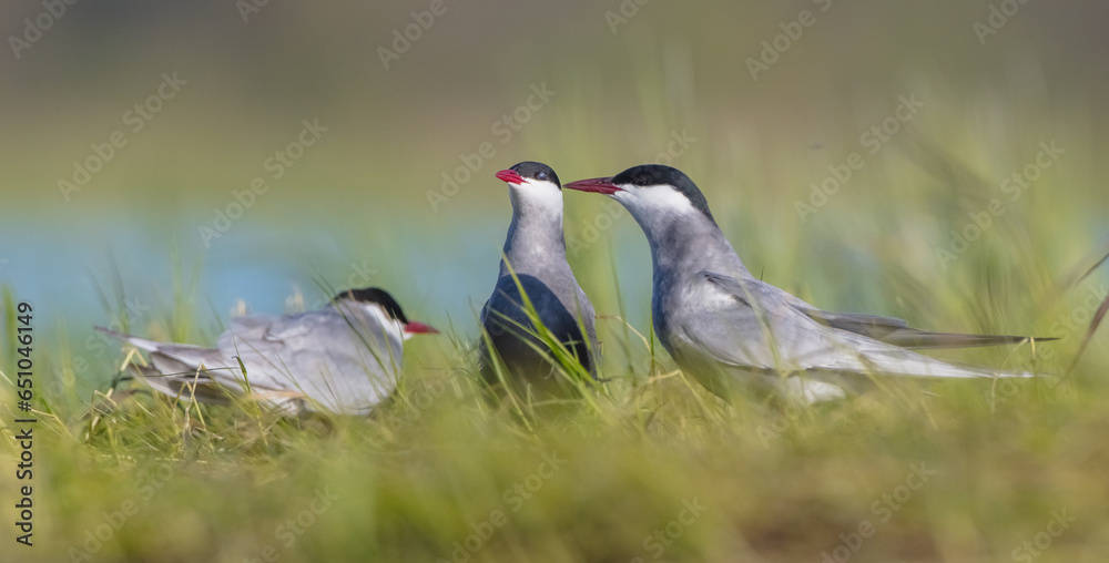 Obraz premium Whiskered tern - adult birds at a wetland in spring