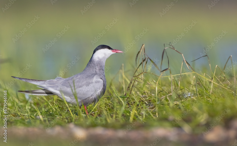 Obraz premium Whiskered tern - adult birds at a wetland in spring