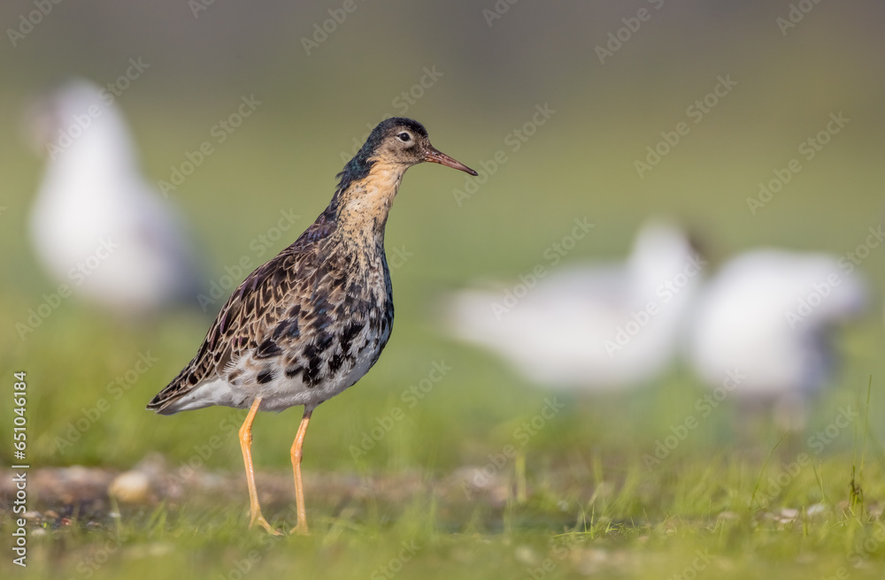 Ruff - male bird at a wetland on the mating season in spring Ruff - male bird at a wetland on the mating season in spring