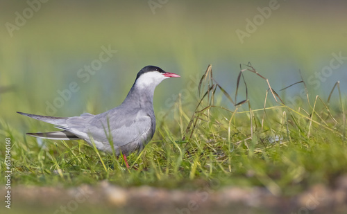 Whiskered tern - adult birds at a wetland in spring