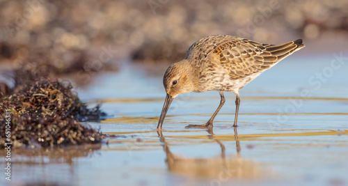 Dunlin - young bird at a seashore on the autumn migration way