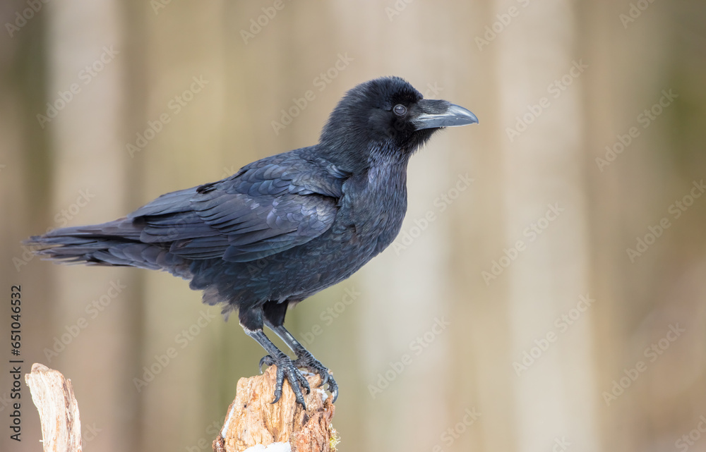 Common Raven - in winter at a wet forest Common Raven - in winter at a wet forest