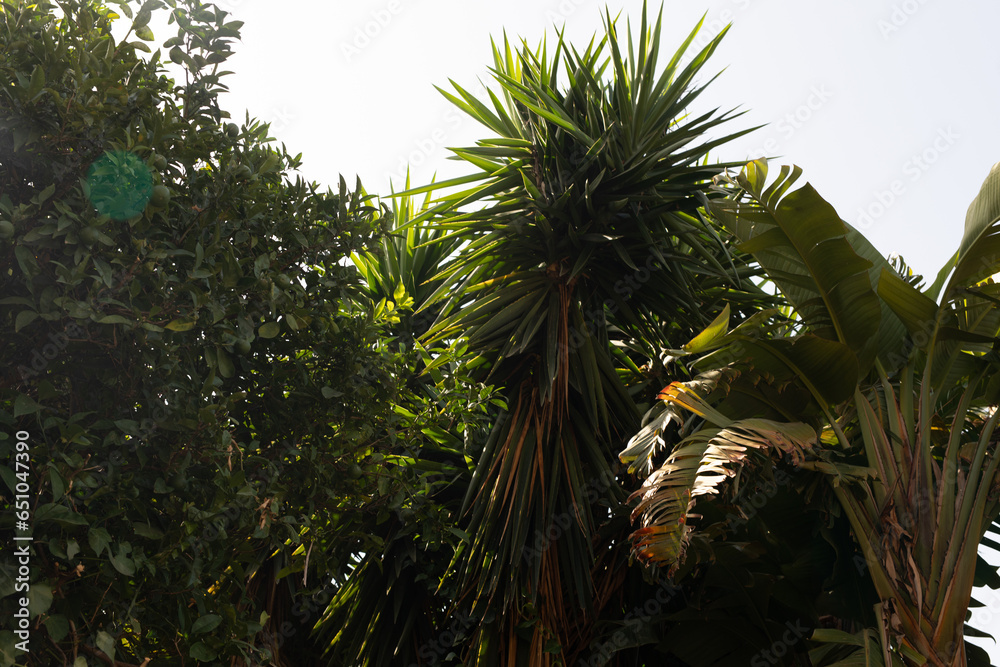 Naklejka premium Palm trees in Villa Bonnano public park in Palermo, Sicily