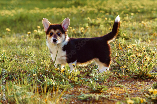 Portrait of cute little young brown white dog welsh pembroke corgi walking with raised tail on green grass in park yard.