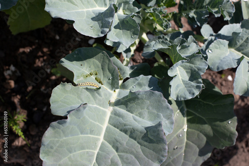 The leaves of young broccoli are infested by caterpillars. Pests on vegetable crops.