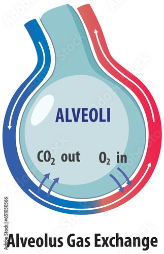 Science Education: Human Respiratory System Anatomy and Gas Exchange