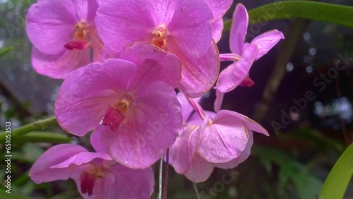 Close up shot of a bunch of pink waling-waling flowers blooming in a garden surrounded by vegetation on a sunny day. photo