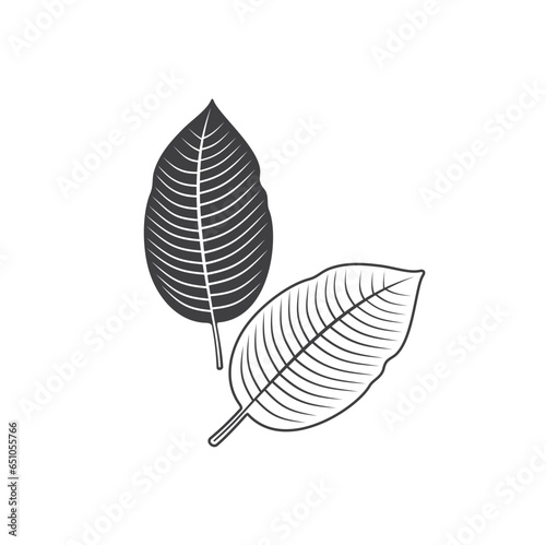 illustration of kratom leaf, a type of plant from the rubiaceae family.