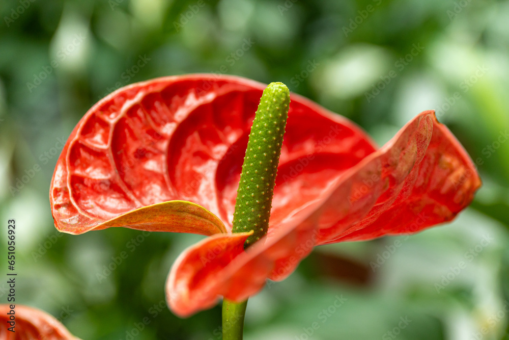 Indoor plant andradium in a pot, in a green house. Indoor plant andradium in a pot, in a green house.
