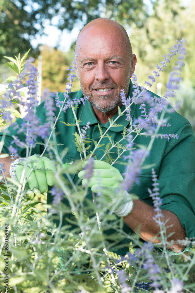 Fototapeta premium mature male gardener pruning plants