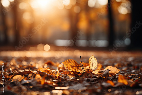 Beautiful orange and golden autumn leaves against a blurry park in sunlight with beautiful bokeh.