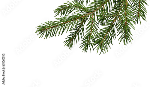 Fir tree branch on white.