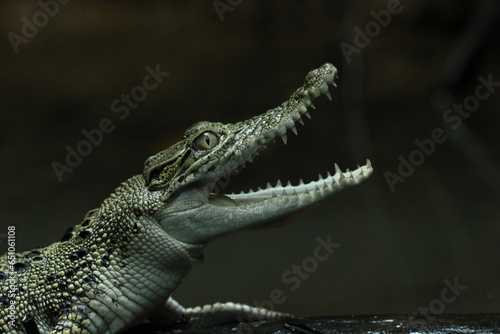 crocodiles  estuarine crocodiles  estuarine crocodiles whose mouths are gaping