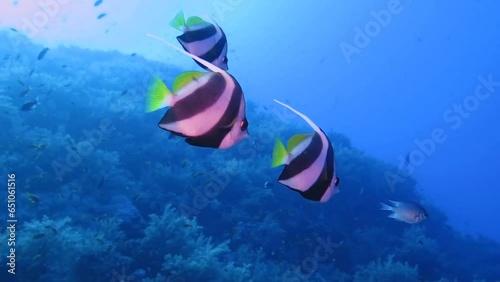 Tropical fish (Schooling bannerfish, Heniochus diphreutes) swimming in deeper sea with coral reef. Ocean with fish and swimming scuba divers. Reef with marine life, underwater video from vacation. photo