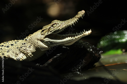 crocodiles, estuarine crocodiles, estuarine crocodiles whose mouths are gaping