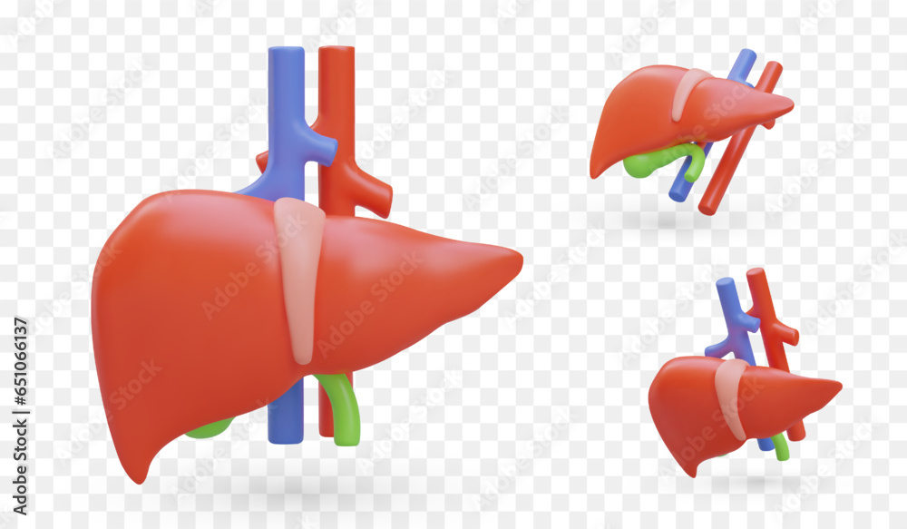 3D color liver with gallbladder and blood vessels, view from different ...