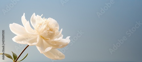 Beige peony flower with shadows on blue background