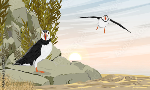 Atlantic puffins on a rocky ocean shore. Scandinavian bird Fratercula arctica or common puffin. Realistic vector landscape