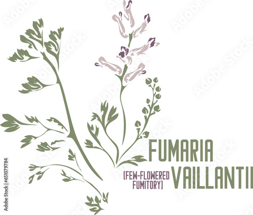 Few-flowered fumitory medicinal herb in color vector silhouette. Set of medicinal Fumaria vaillantii plant in color image for pharmaceuticals and. Medicinal herbs color drawing photo
