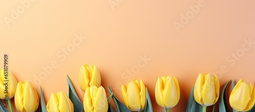 Yellow tulips for a world women s day background or postcard displaying their natural hue
