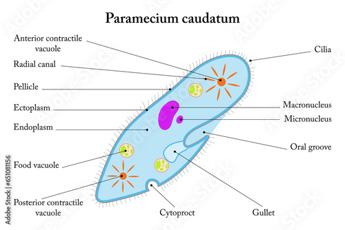 Принти на полотні Labelled diagram of Paramecium caudatum.