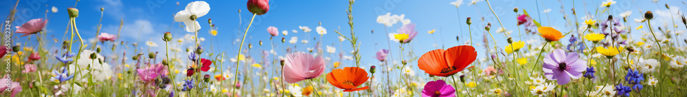 Flower meadow - background panorama - summer flowers