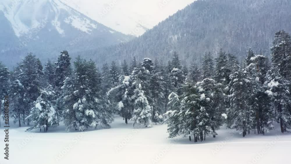 Beautiful snow scene forest in winter. Flying over of pine trees covered with snow.