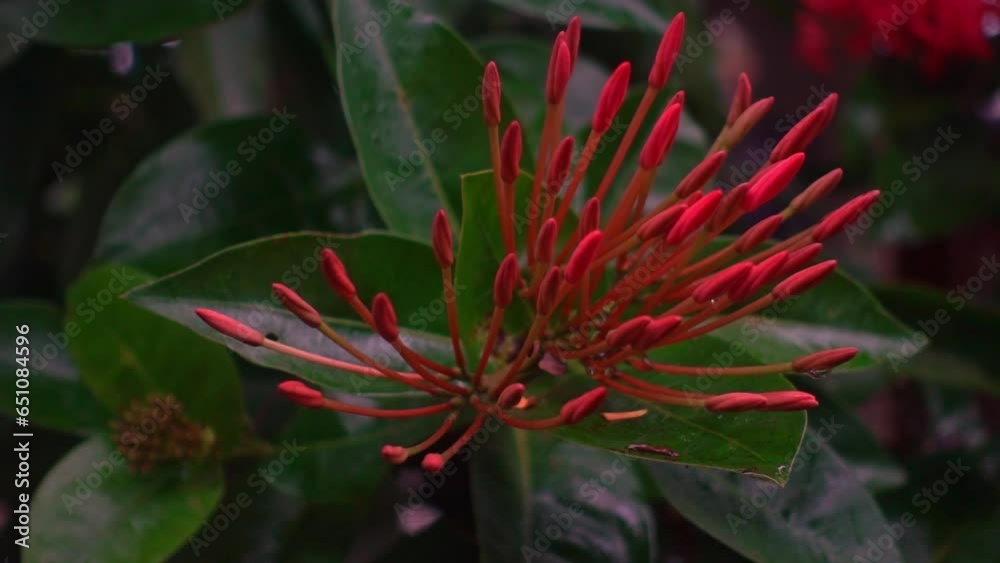 Young mango flowers about to bloom in glorious pink blossoms. Filmed in the Philippines. Young mango flowers about to bloom in glorious pink blossoms. Filmed in the Philippines.