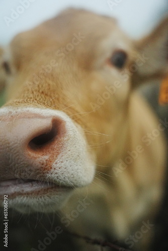 Discover the innocent curiosity captured in the photograph of this young calf, with its nose prominently featured in the foreground as it explores its surroundings. The blurred background adds depth t