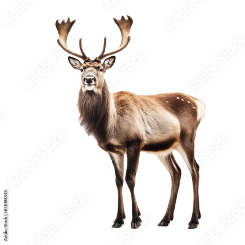 reindeer isolated on white background