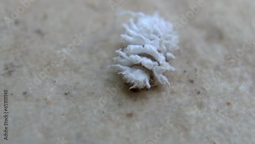 White insect pest walks on a grape leaf photo