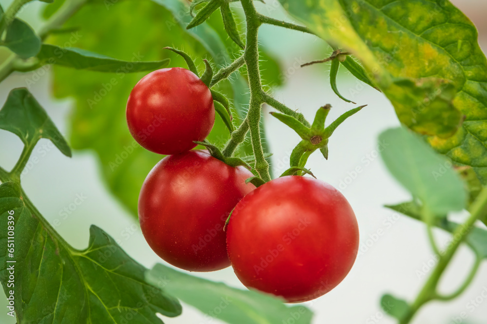 Fresh ripe red tomatoes on the branch.