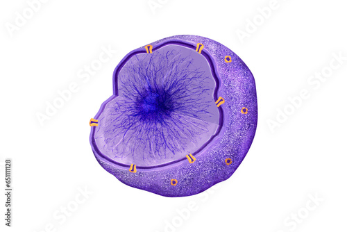 Nucleus: Eukaryotic cell's central organelle, enclosed by a double membrane, containing DNA in chromatin form, orchestrating essential genetic functions,nuclear pore,envelope, photo