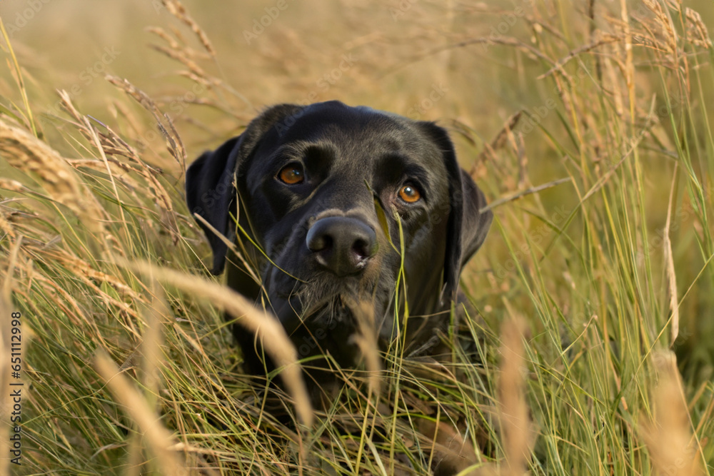 portrait of labrador dog in field of tall grass portrait of labrador dog in field of tall grass