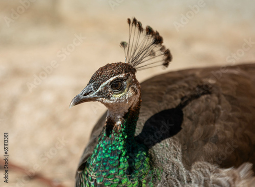 Young peacock peachick bird in park photo