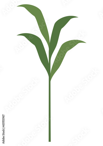 plant leaves 375