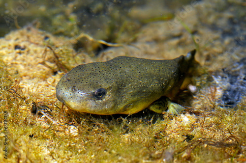 American bullfrog // Nordamerikanischer Ochsenfrosch (Lithobates catesbeianus) photo