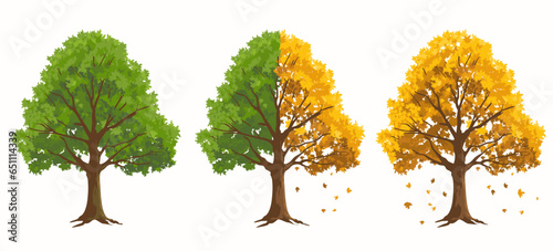 Isolated summer and autumn trees with green leaves and yellow falling leaves.