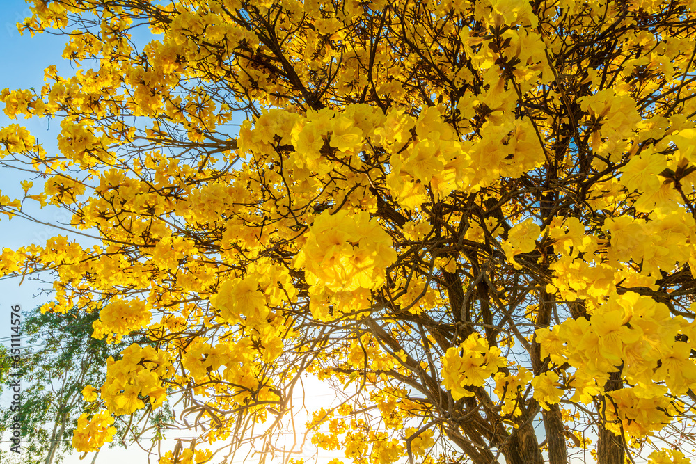 Beautiful blooming Yellow Golden Tabebuia Chrysotricha flowers of the Yellow Trumpet that are blooming with the park in spring day in the garden and sunset sky background in Thailand.