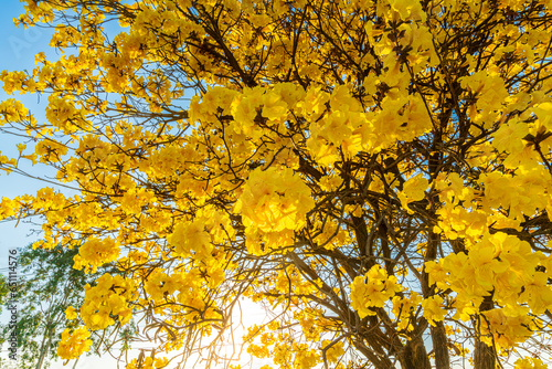 Obraz na płótnie Beautiful blooming Yellow Golden Tabebuia Chrysotricha flowers of the Yellow Trumpet that are blooming with the park in spring day in the garden and sunset sky background in Thailand. w salonie