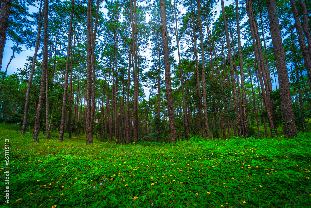 Beautiful larch forest with different trees,pine forest green on the mountain on nature trail at Doi Bo Luang Forest Park, Chiang Mai, Thailand in the morning. Beautiful larch forest with different trees,pine forest green on the mountain on nature trail at Doi Bo Luang Forest Park, Chiang Mai, Thailand in the morning.