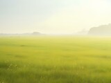 green field and fog