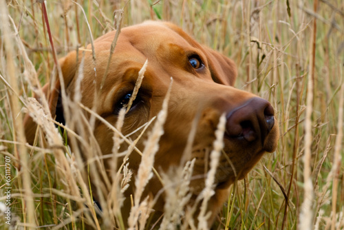 portrait of labrador dog in field of tall grass
