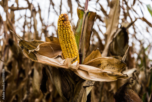 Large fields of Ukrainian corn in the Kiev region