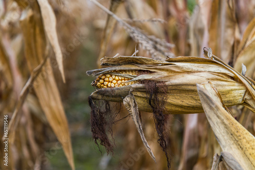 Large fields of Ukrainian corn in the Kiev region
