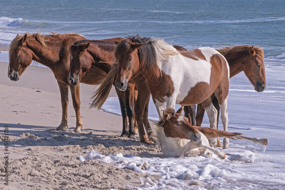 Assateague Horses early in the morning standing or resting along the beach. The horses spend the night here to get away from mosquitos and flies that swarm further inland. Assateague Horses early in the morning standing or resting along the beach. The horses spend the night here to get away from mosquitos and flies that swarm further inland.