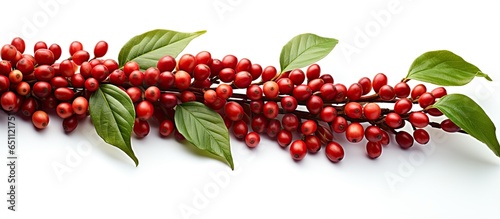 Ripe and unripe coffee berries on a white background